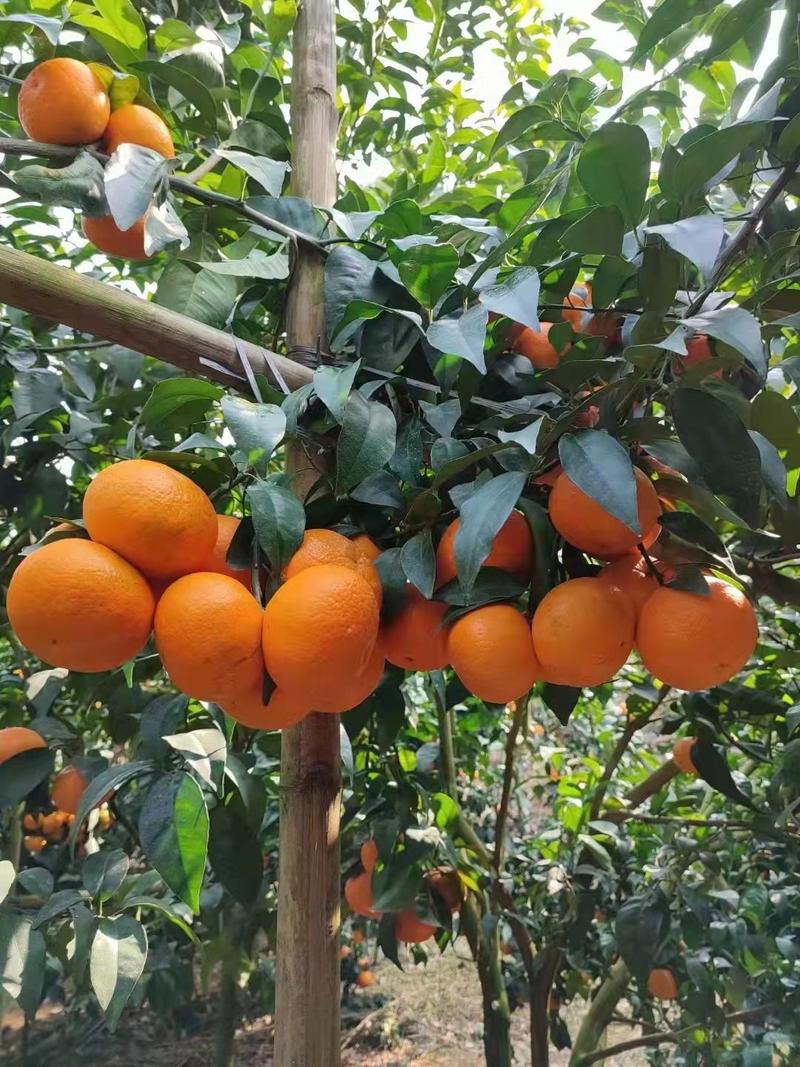 广西崇左柑橘精品沃柑柑桔产地直发货量充足一手货源