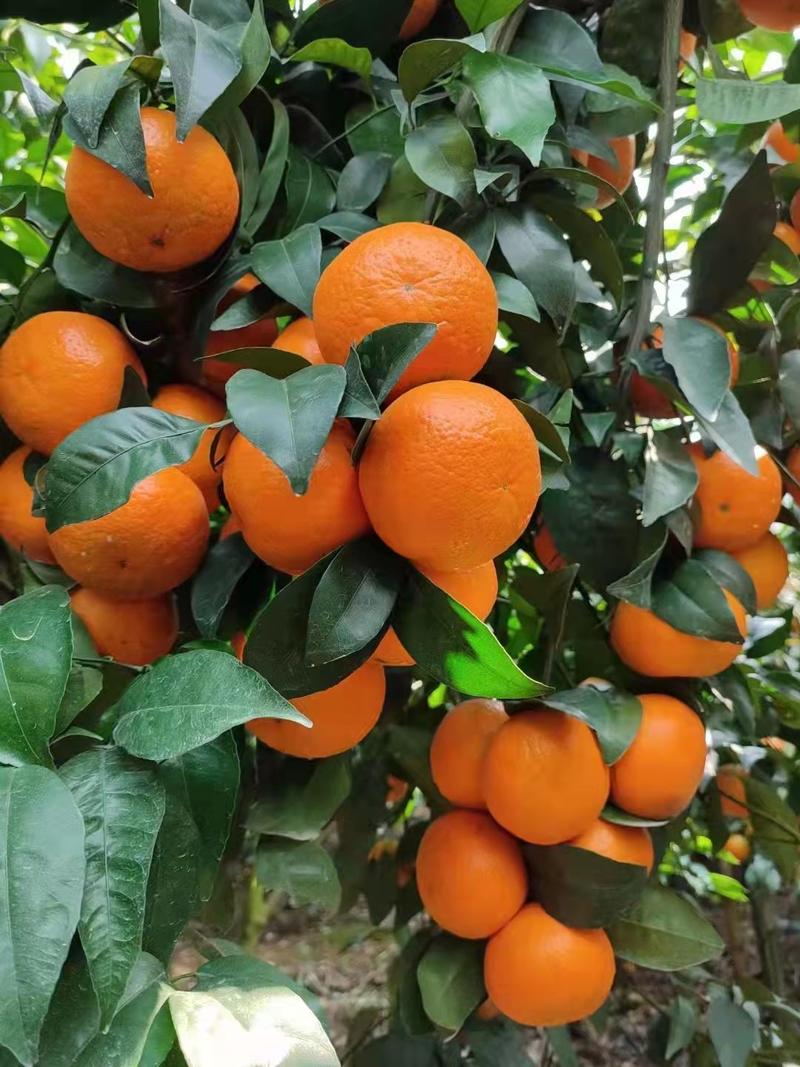广西崇左柑橘精品沃柑柑桔产地直发货量充足一手货源