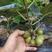 软枣猕猴桃苗南北都可种植抗零下25℃寒包邮