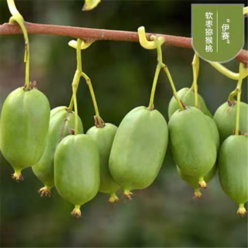 软枣猕猴桃苗南北都可种植抗零下25℃寒包邮
