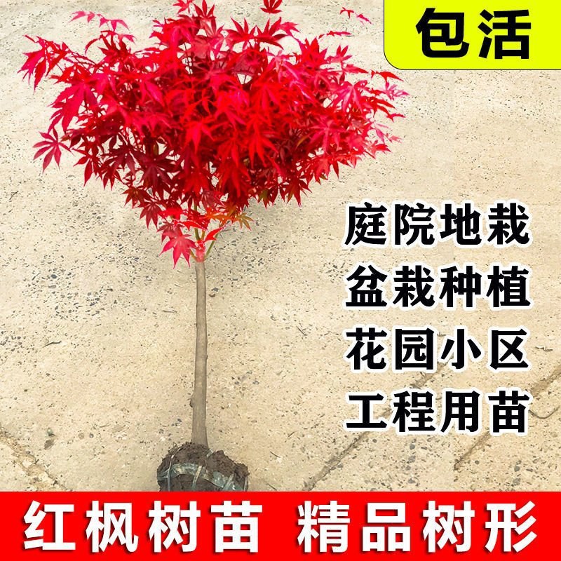红枫苗50到80精品红枫苗品种多规格齐全