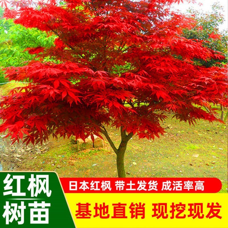 红枫苗50到80精品红枫苗品种多规格齐全