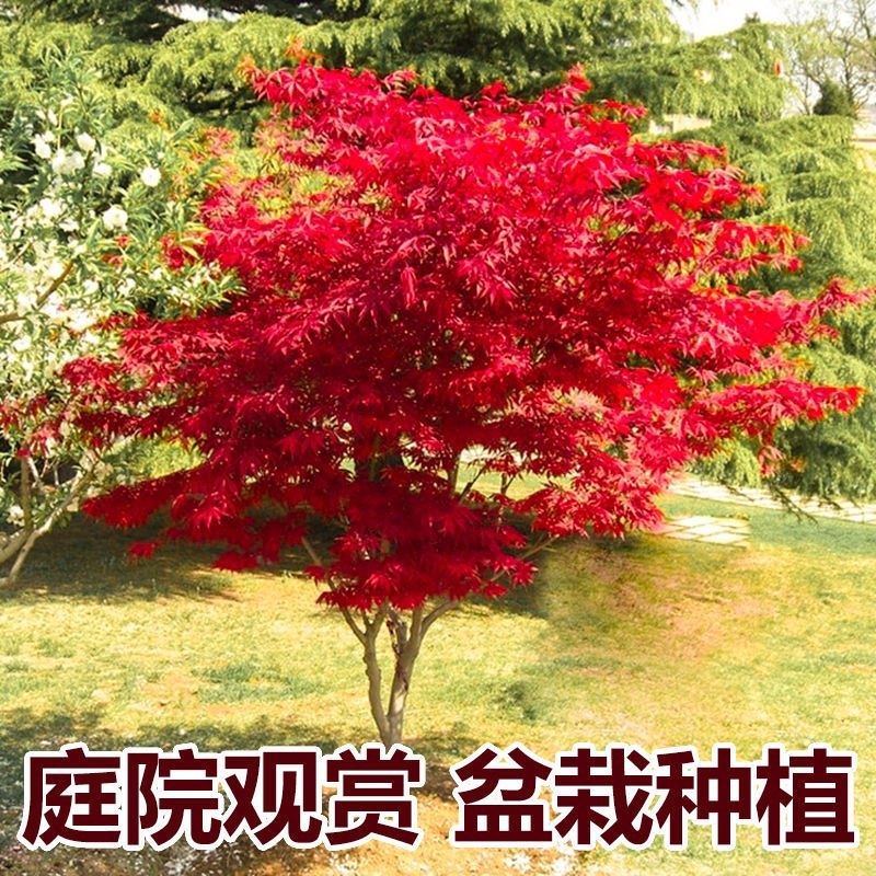 红枫苗50到80精品红枫苗品种多规格齐全