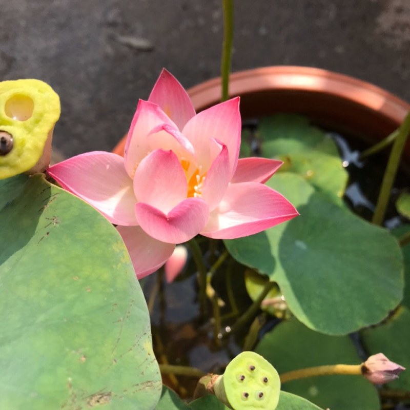 池塘大型观赏荷花苗种藕苗莲藕种苗盆栽荷花种根苗莲藕苗