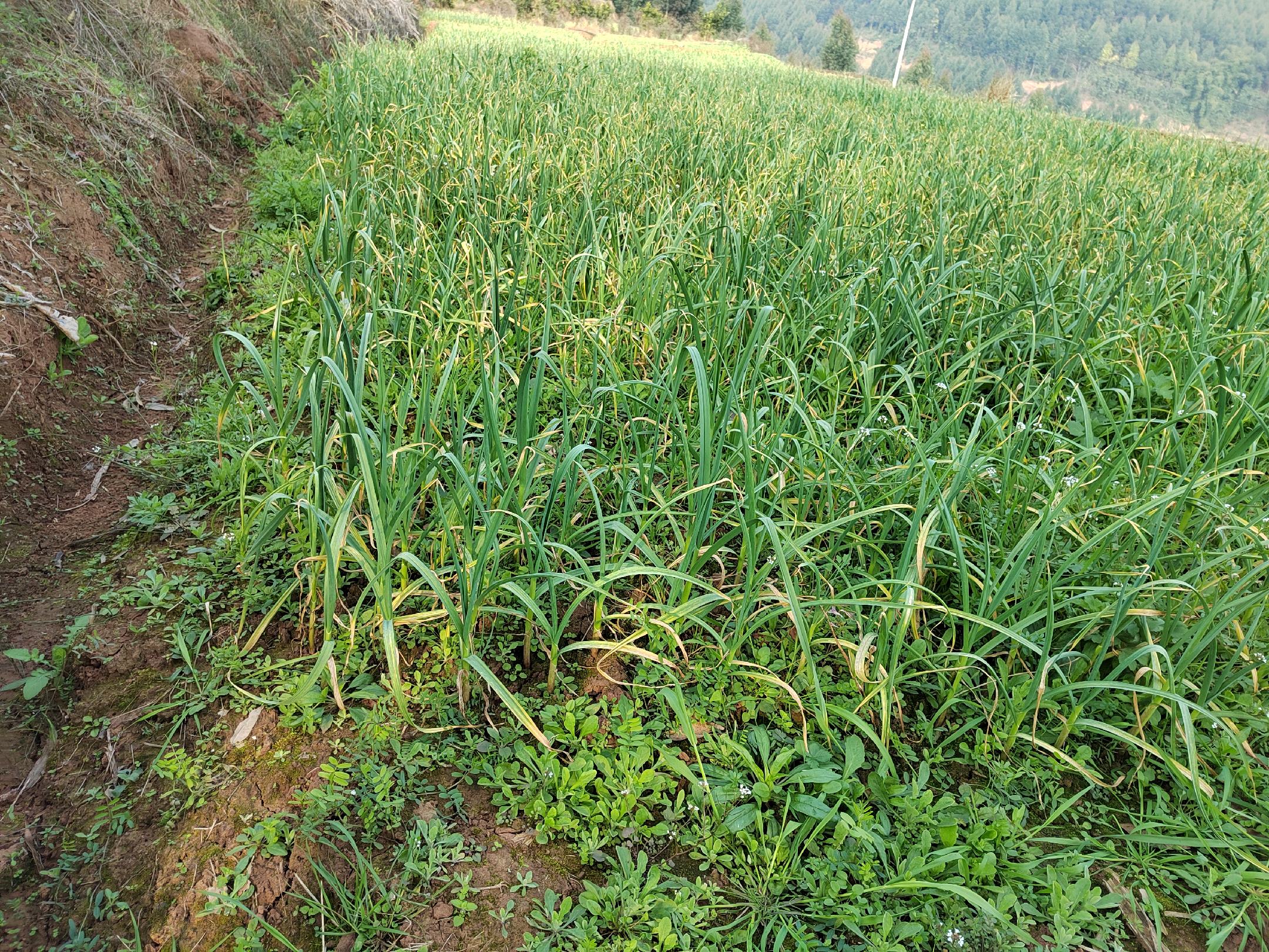 洋蒜种植基地实景