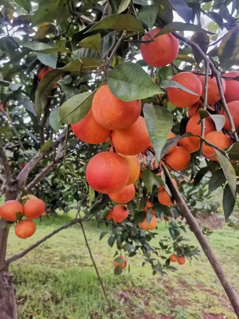 长寿湖血脐
