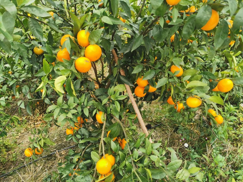 桂林永福苏桥沃柑