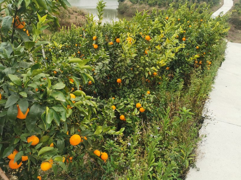 桂林永福苏桥沃柑