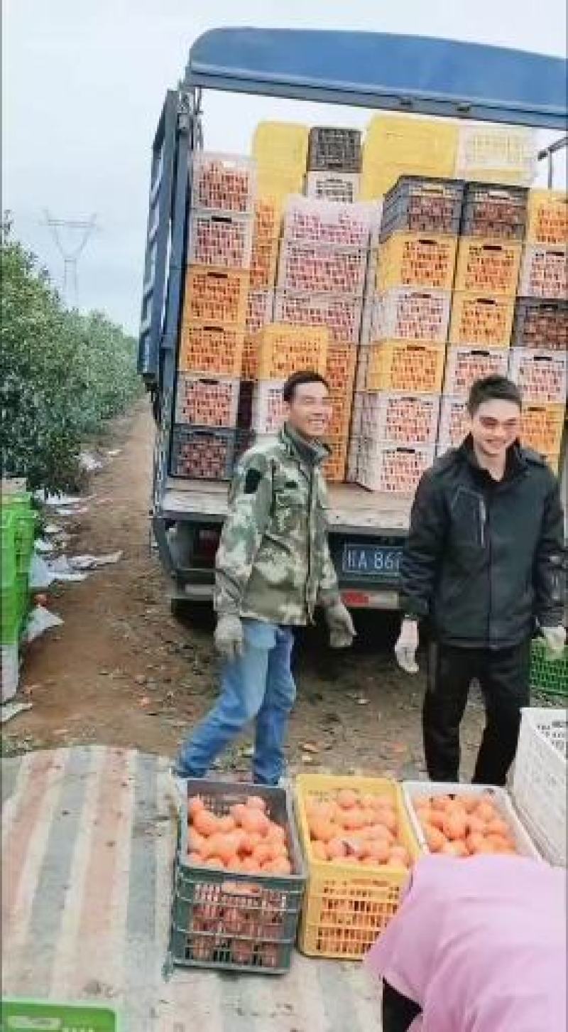 广西博白沃柑产地批发广西武鸣沃柑产地批发
