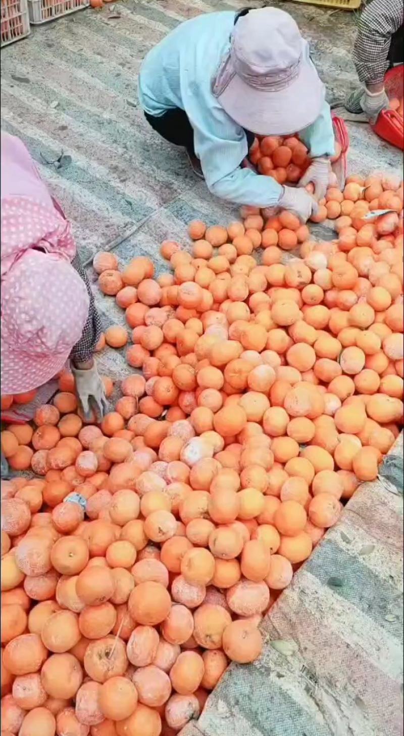 广西博白沃柑产地批发广西武鸣沃柑产地批发