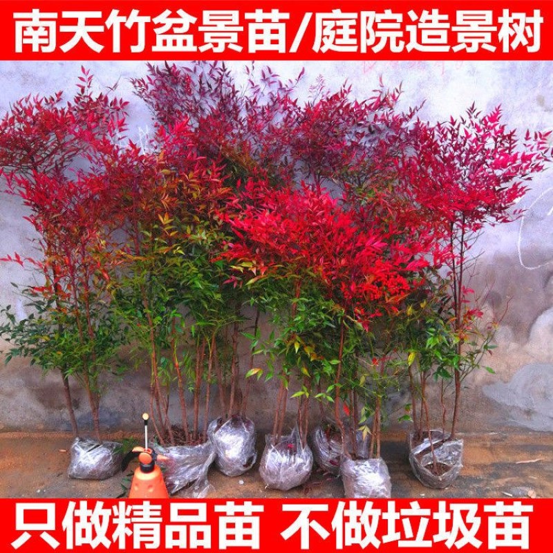 南天竹苗规格齐全大中小苗都有基地直销