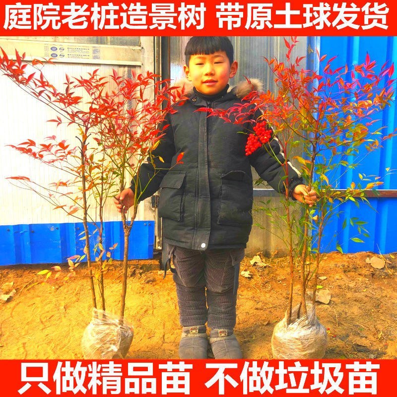 南天竹苗规格齐全大中小苗都有基地直销