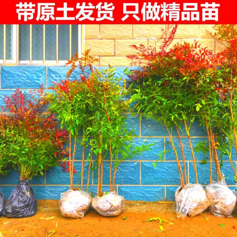 南天竹苗规格齐全大中小苗都有基地直销