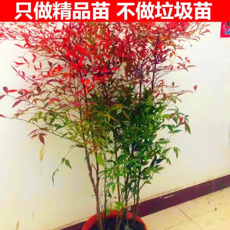 南天竹苗规格齐全大中小苗都有基地直销
