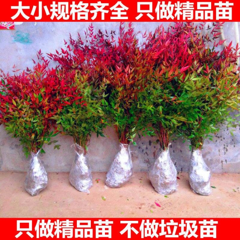 南天竹苗规格齐全大中小苗都有基地直销