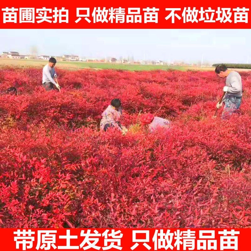 南天竹苗规格齐全大中小苗都有基地直销