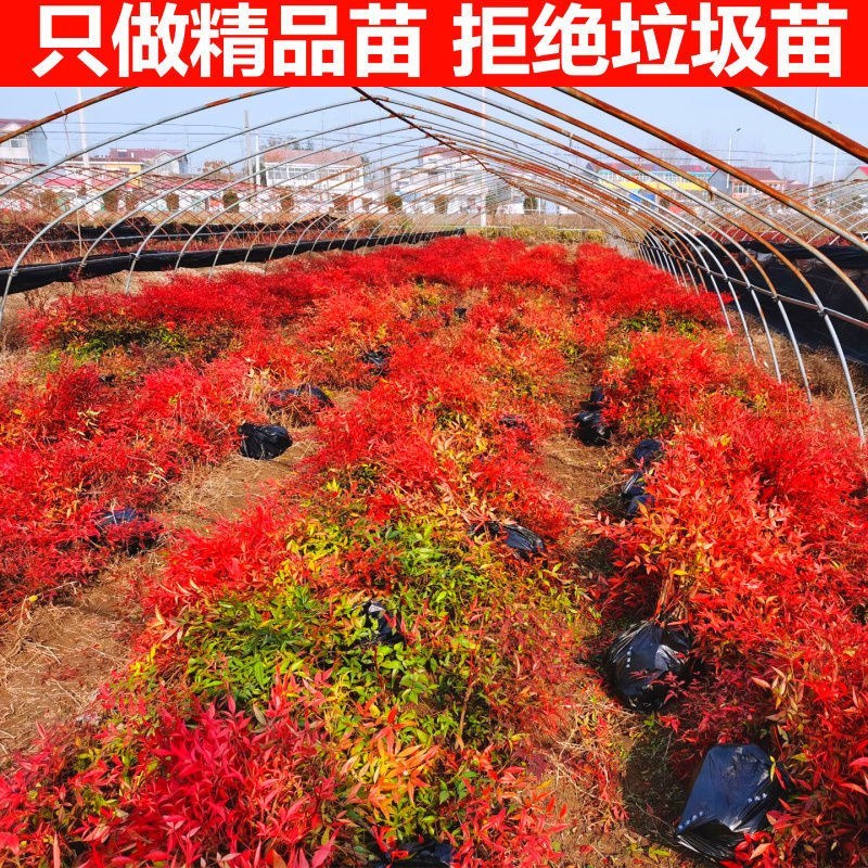 南天竹苗规格齐全大中小苗都有基地直销
