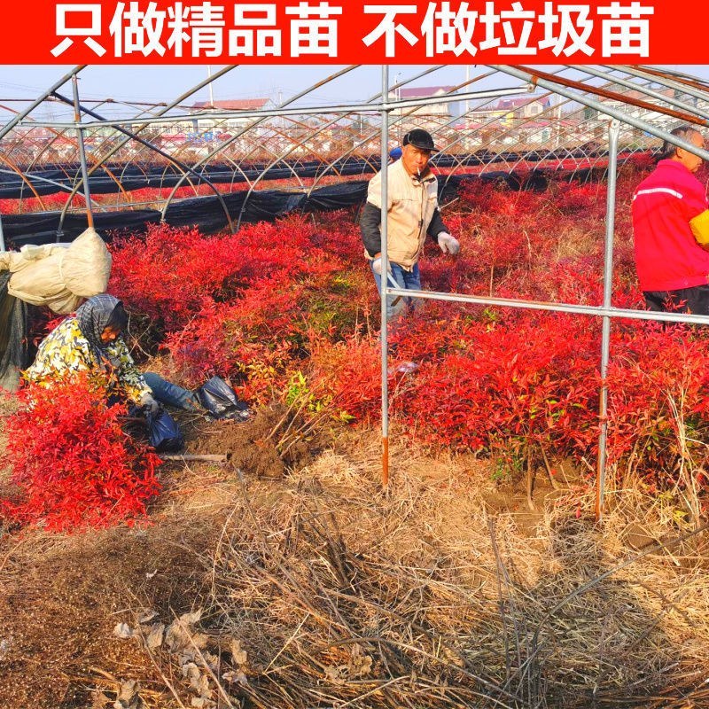 南天竹苗规格齐全大中小苗都有基地直销