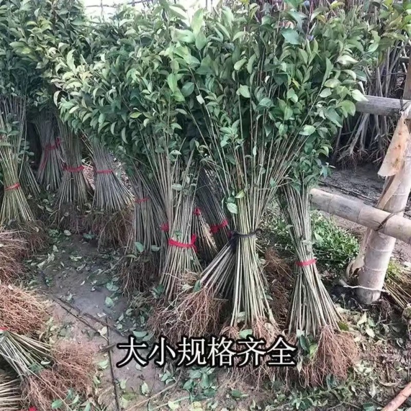 四季常青大叶女贞园林绿化树苗庭院别墅南方北方地栽户外树苗