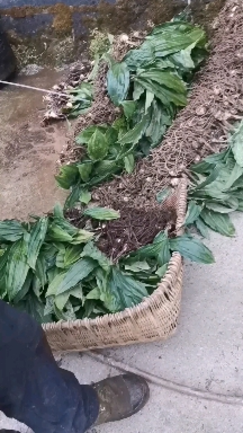 毛慈菇苗，大小均有，欢迎选购