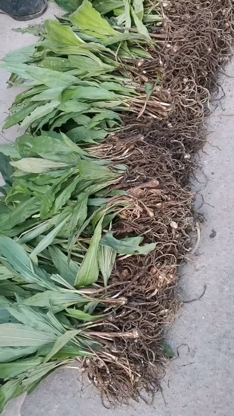 毛慈菇苗，大小均有，欢迎选购