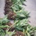 毛慈菇苗，大小均有，欢迎选购