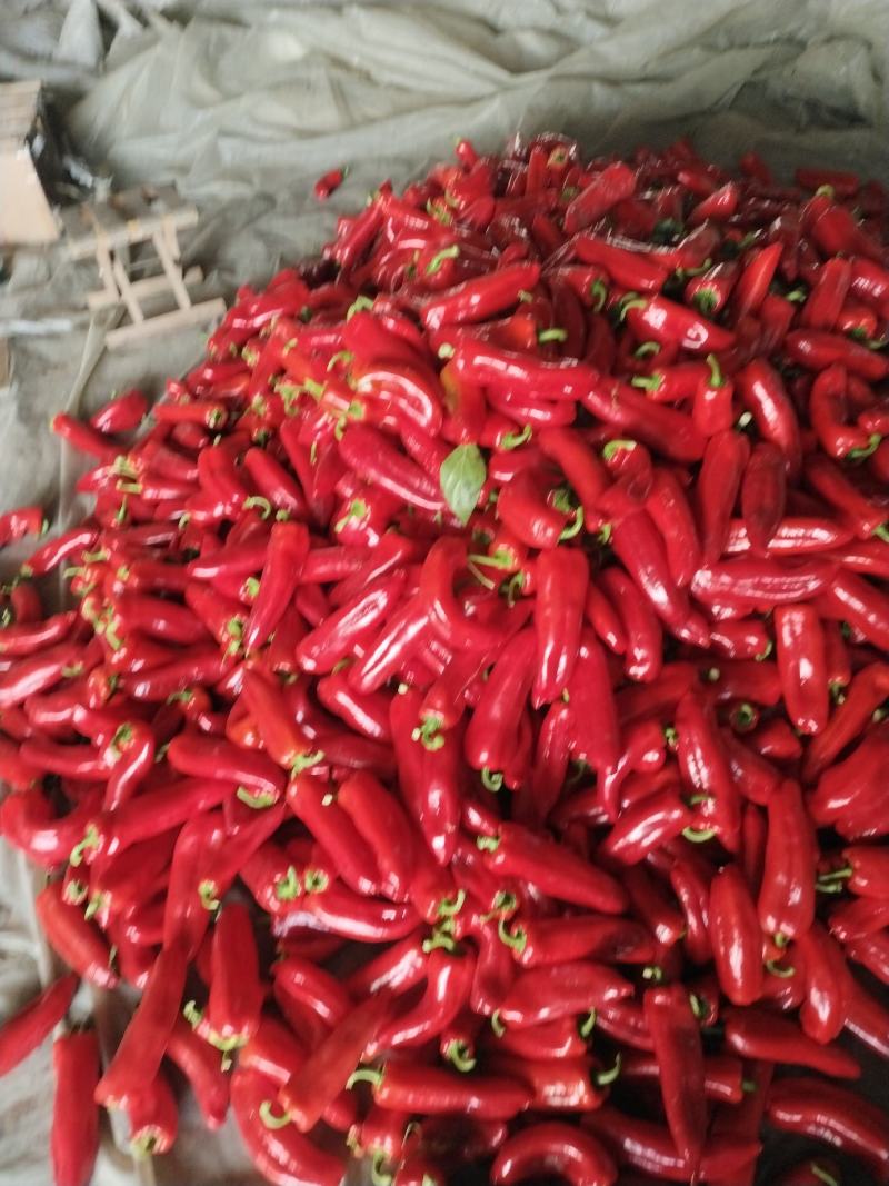 高温棚泡脚大量上市有中泡，大泡，品种齐全全质量有保障