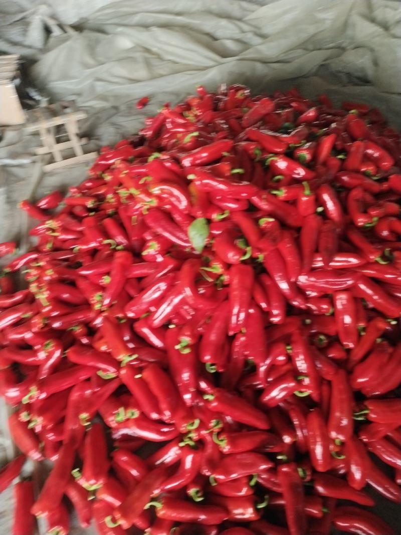 高温棚泡脚大量上市有中泡，大泡，品种齐全全质量有保障