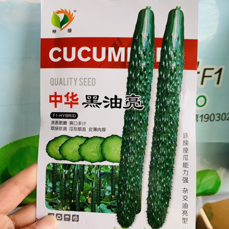 中华黑油亮黄瓜种子清香脆嫩皮薄肉厚杂交油亮型黄瓜种籽