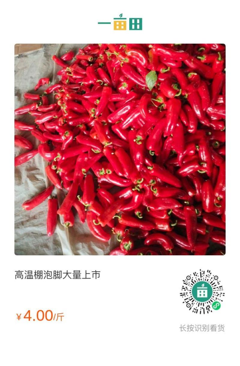 高温棚泡脚大量上市有中泡，大泡，品种齐全全质量有保障