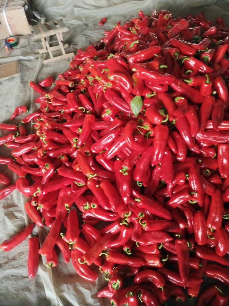 高温棚泡脚大量上市有中泡，大泡，品种齐全全质量有保障
