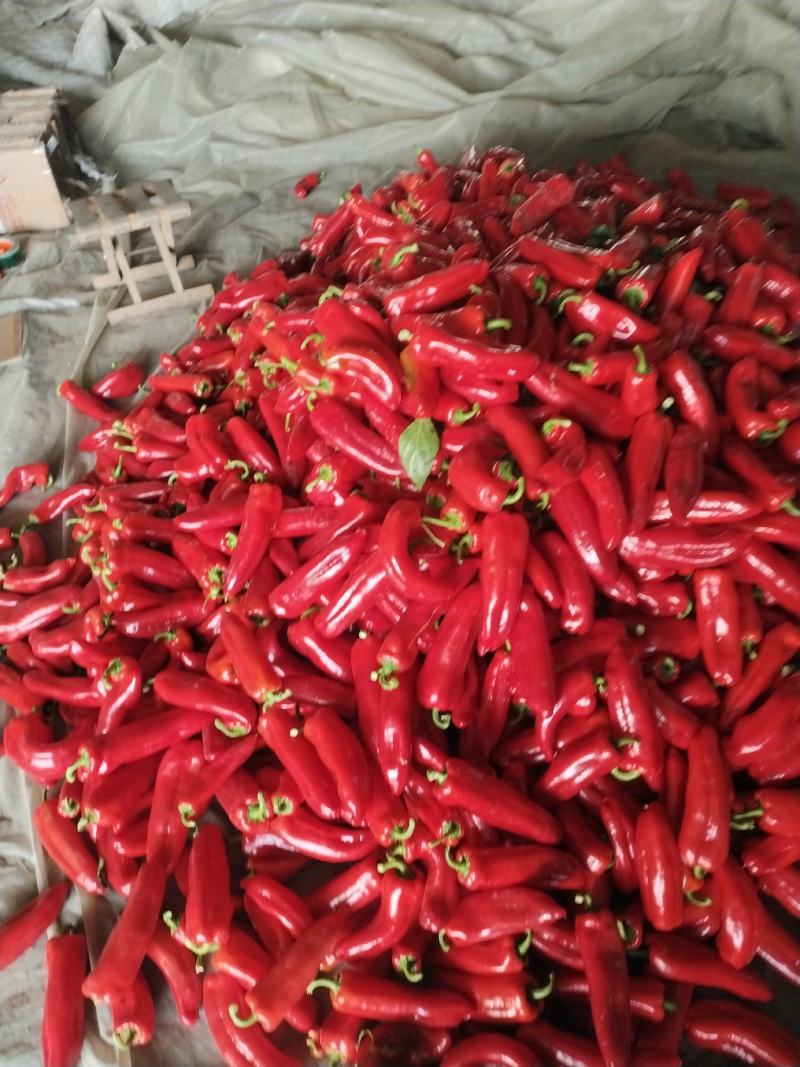 高温棚泡脚大量上市有中泡，大泡，品种齐全全质量有保障