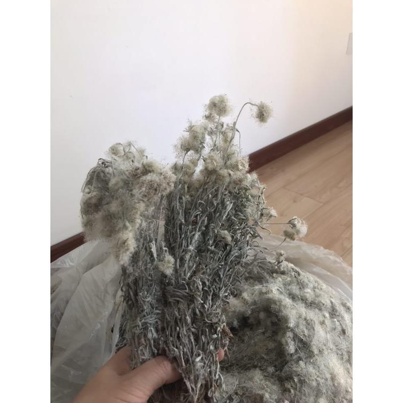 老头草，产地东北直供，药典标准，支持线上交易