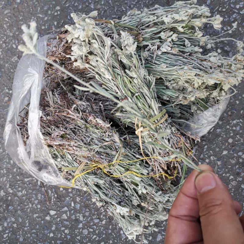 老头草，产地东北直供，药典标准，支持线上交易