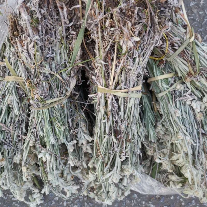 老头草，产地东北直供，药典标准，支持线上交易