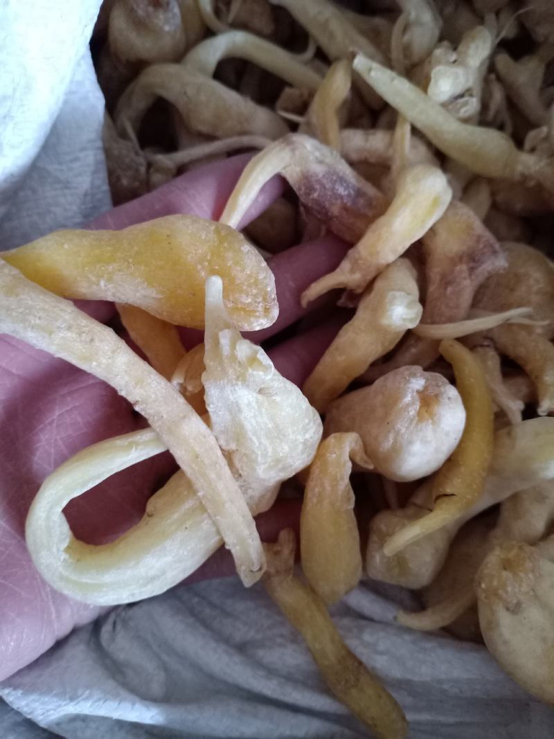 峨参峨参根中药材干货鹅参土田七俄参质量保证！