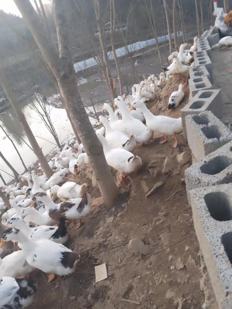 花边鸭