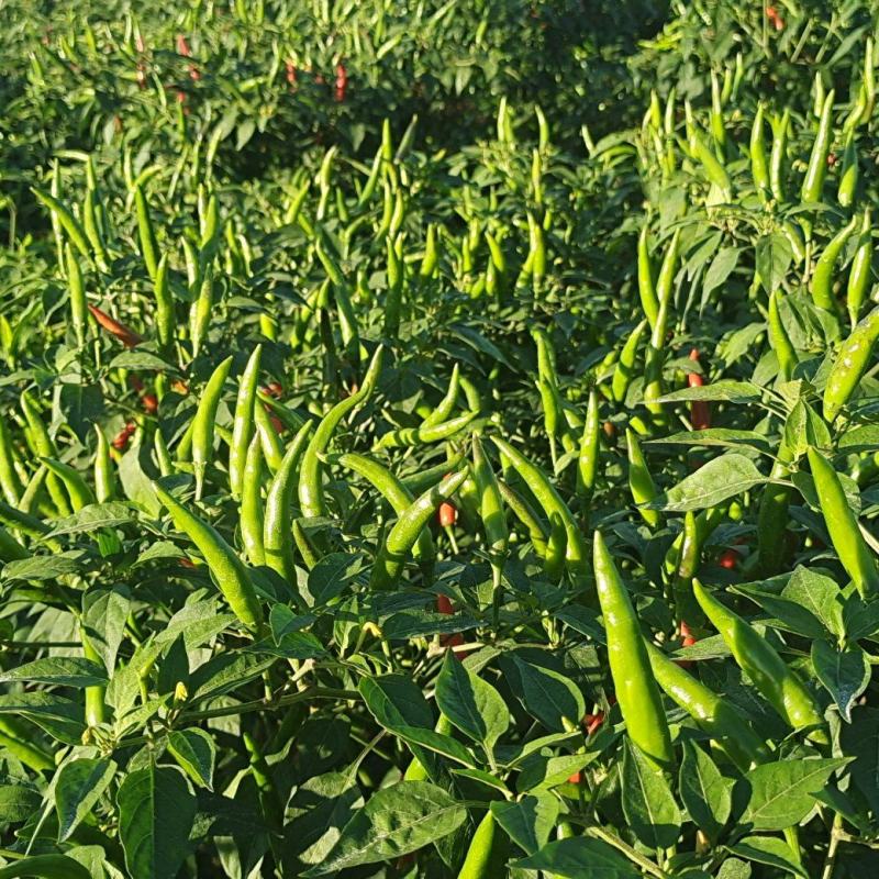 丘北县鲜辣椒