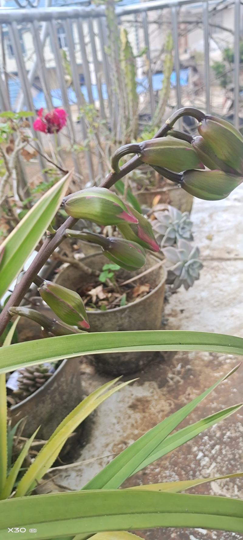 文山兰花