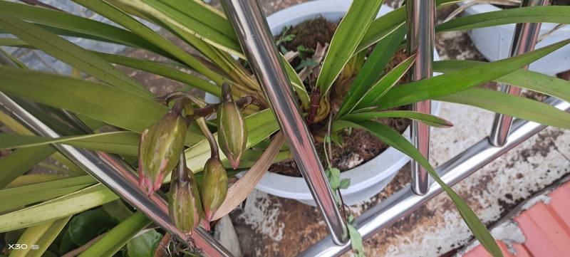 文山兰花