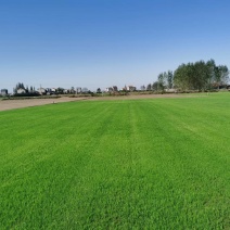 湖北荆州草坪基地百慕大混播黑麦草，混播果岭草，四季青，