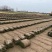 草坪草果岭草混播黑麦草，矮生百慕大草，四季青全国发货基地