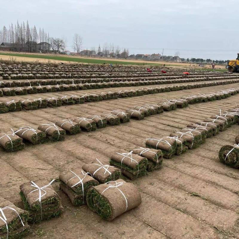 草坪草果岭草混播黑麦草，矮生百慕大草，四季青全国发货基地