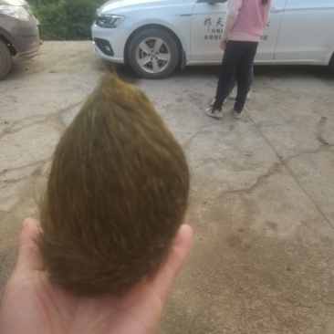 猪砂