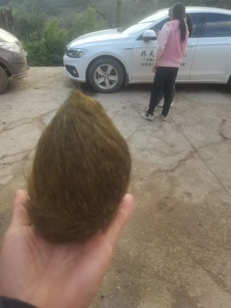 猪砂