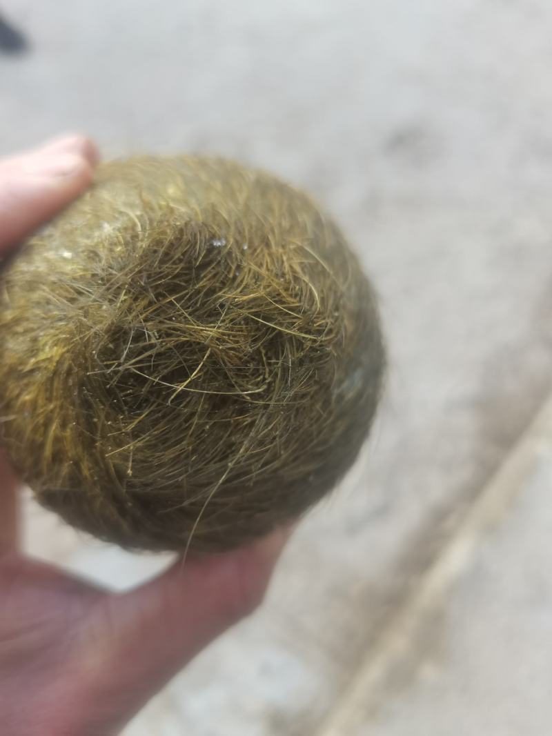 猪砂