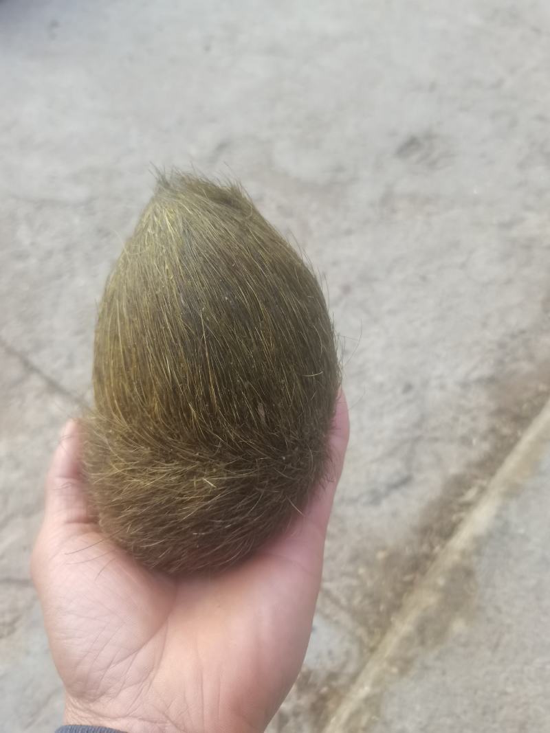 猪砂
