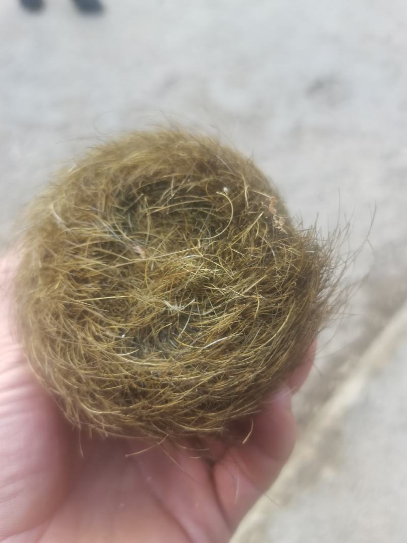 猪砂