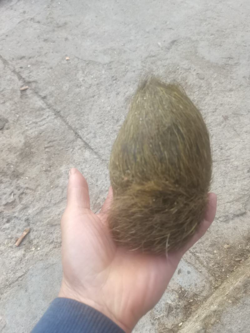 猪砂