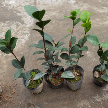四季茶苗茶花苗茶梅苗基地大量现货低价批发